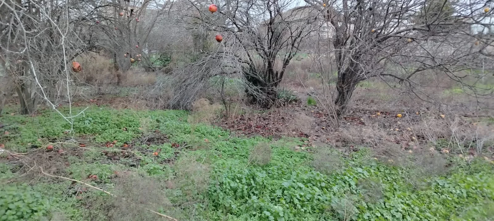 Satılır torpaq, Əhmədli m.