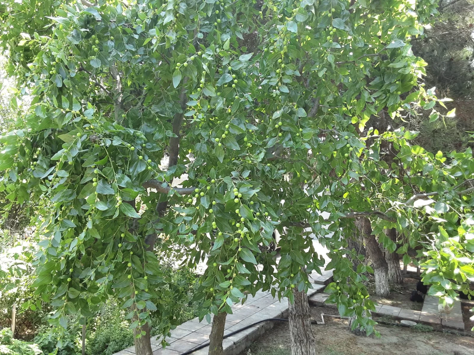 Satılır
