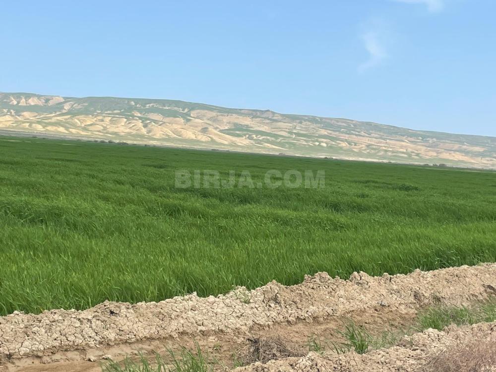 Əkilmiş ərazi satılır, Hacıqabul — Satılır