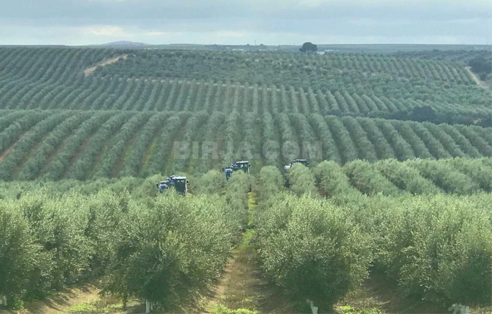 Satılır